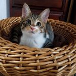 【決定】ぴよちゃん ４カ月半