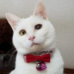 【5/6決定】ちゃぶにーちゃん4〜5歳