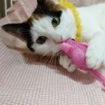 【3/18決定】たーちゃん3歳