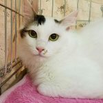 【5/6決定】むっくくん2歳弱