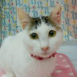 【決定】双葉ちゃん4カ月