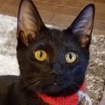 【10/28決定】ポポロちゃん6ヵ月半