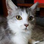 【6/17決定】はなはなちゃん1歳半