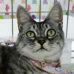 【1/13決定】みーしゃちゃん2歳