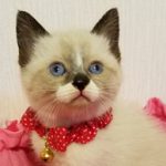 【6/17決定】マシュマロくん2カ月弱