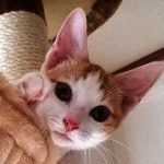 【10/28決定】みゅうみゅうちゃん4ヵ月