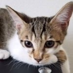 【決定】パンチョちゃん3カ月