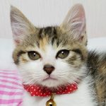 【7/15決定】ミニーちゃん2ヶ月