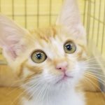 【9/24決定】ちゃーた君3ヵ月半