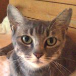 【8/26決定】コマちゃん8ヶ月