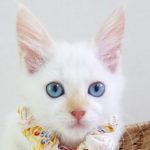 【11/11決定】かのんちゃん2カ月半