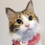 【3/10決定】さくらちゃん1歳