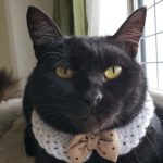 【4/7決定】ペロちゃん3歳