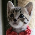 【5/26決定】ポプリちゃん1ヵ月半