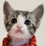 【5/26決定】ももちゃん1ヵ月半