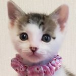 【5/26決定】チャイブくん1ヵ月半