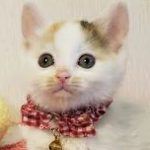 【6/23決定】すみれちゃん1ヵ月半