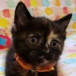 【6/16決定】チョコちゃん1ヵ月半