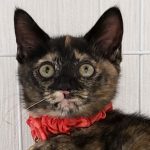 【7/14決定】麗ちゃん2カ月半