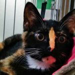 【11/3決定】ランちゃん4ヵ月半