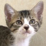 【8/11決定】シンバくん2ヶ月