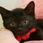 【8/11決定】ジジくん2ヶ月