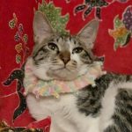 【3/1決定】華ちゃん9カ月