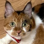 【決定】なっちゃん３歳