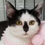 【10/6決定】はっちゃん3カ月半
