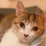 【3/1決定】みさきちゃん9ヵ月