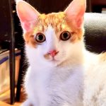 【3/15決定レオンくん11ヶ月