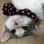【11/3決定】しのぶちゃん3カ月
