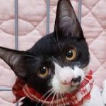 【決定】クッキーくん２ヶ月