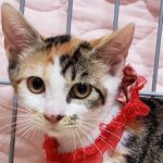 【11/3決定】ミキちゃん3カ月