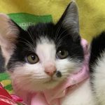 【1/5決定】モンローくん4ヵ月