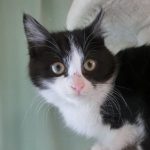 【2/2決定】クムくん3ヵ月