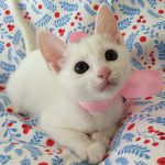 【里親決定】ねこみちゃん２ヵ月