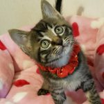 【8/2決定】太陽（サン）くん2ヵ月半