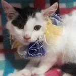 【8/2決定】エミリアちゃん2ヵ月半