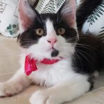 【8/2決定】ココアくん2ヵ月半