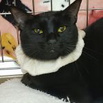 メメちゃん1歳