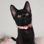 【8/30決定】フラッペちゃん4ヵ月