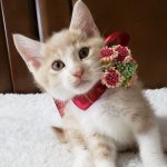 【9/27決定】シュガーくん2ヵ月弱