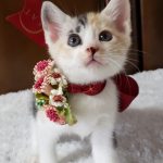 【9/27決定】メープルちゃん2ヵ月弱