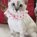 【11/29決定】 カレンちゃん4ヵ月半