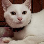 【10/18決定】マリンちゃん3ヵ月半