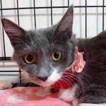 【11/15決定】マシュマロちゃん4ヵ月