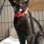 ネロくん3ヵ月半