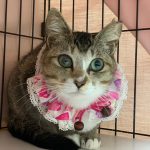 ムックちゃん
