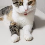 モネちゃん